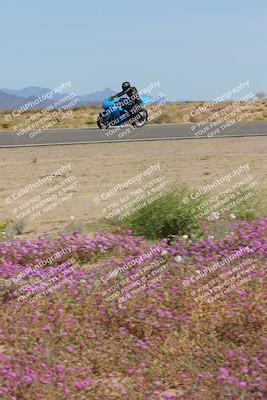 media/Mar-12-2023-SoCal Trackdays (Sun) [[d4c8249724]]/Turn 15 Inside Bloom (130pm)/